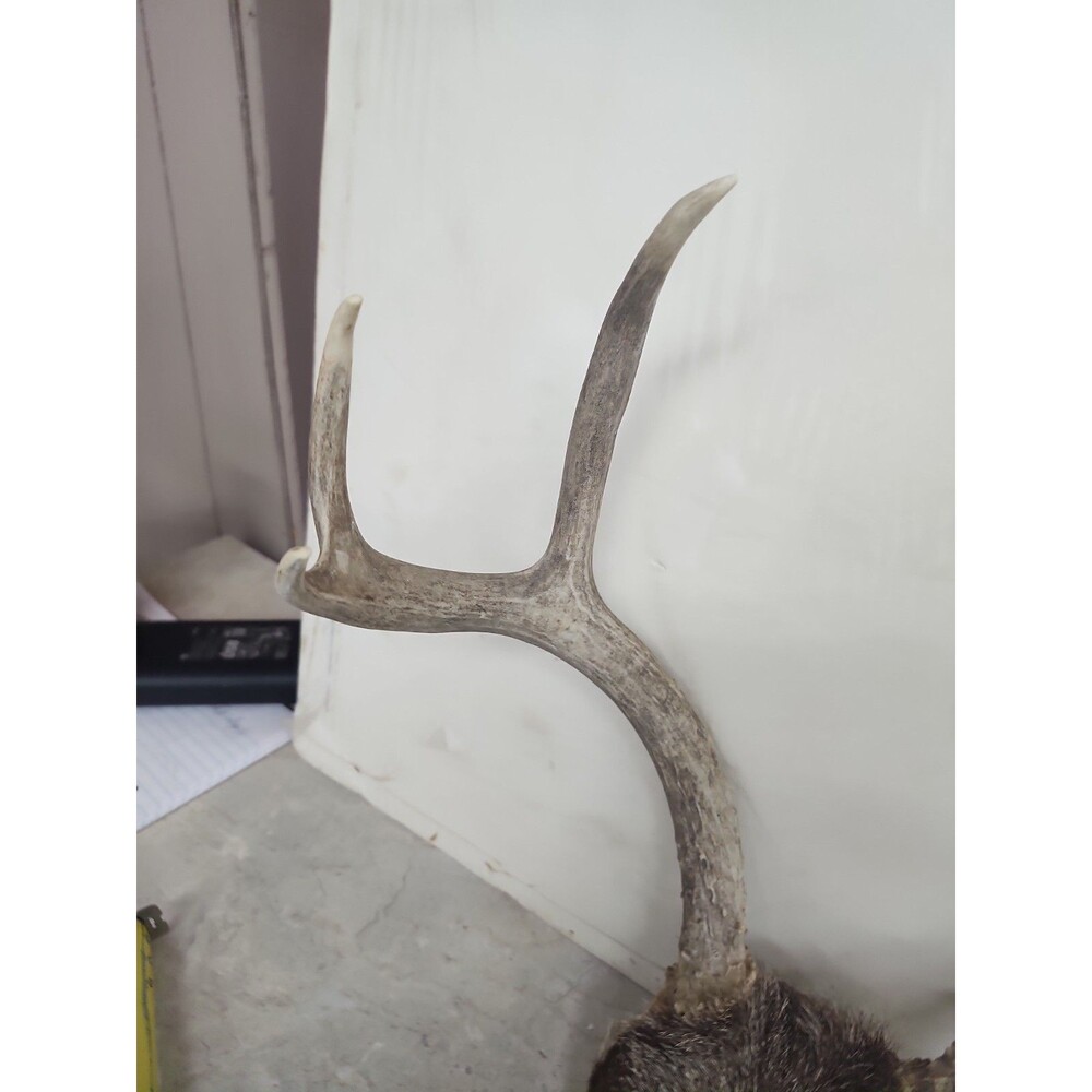 Deer Rack antler Pair With Skull Cap 6 Point - Picture 2 of 9